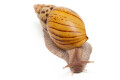 Lissachatina zanzibarica typ 3 semiadult, 7cm